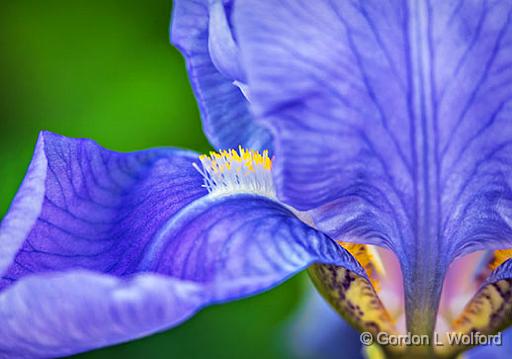 Purple Iris Closeup_P1120847-9.jpg - Photographed at Smiths Falls, Ontario, Canada.